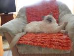EC Eufrat Koci Szarm - ragdoll lilac colorpoint