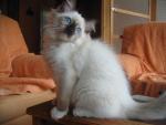 IMG_berry4402.jpg