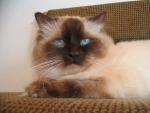 Padruig Polo - ragdoll chocolate colorpoint