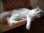 Blue Moon - ragdoll blue bicolor