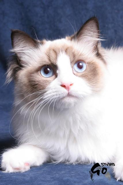 ragdoll seal bicolor.jpg