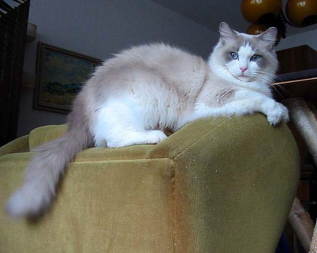 ragdoll blue bicolor.jpg