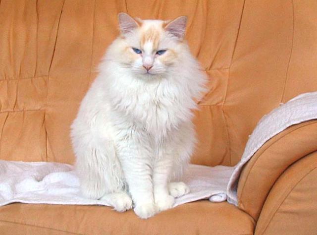 frill Agurk teleskop ragdoll red bicolor.jpg