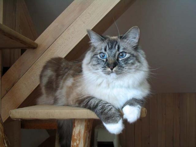 ragdoll seal lynx mitted.jpg