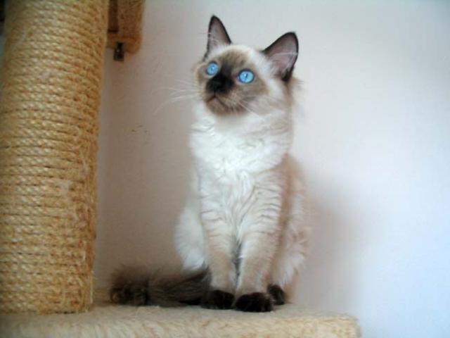 ragdoll seal colorpoint (kitten).jpg