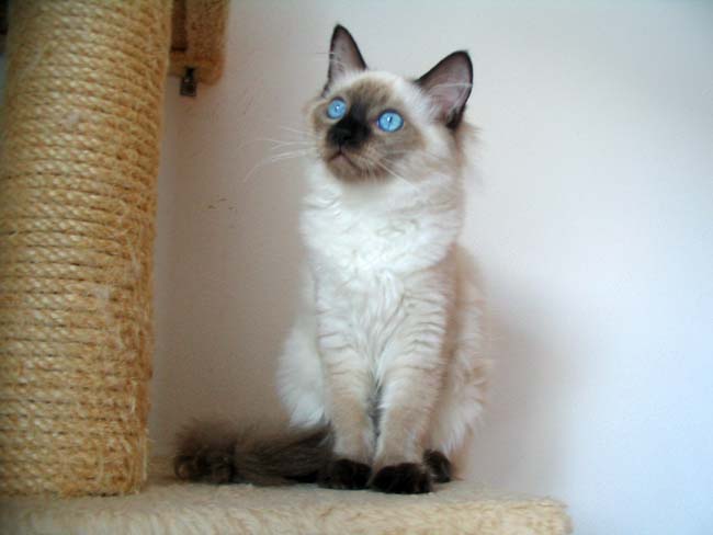 ragdoll seal colorpoint (kitten).jpg