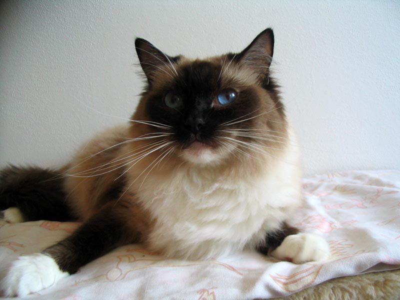 ragdoll seal mitted 1.jpg