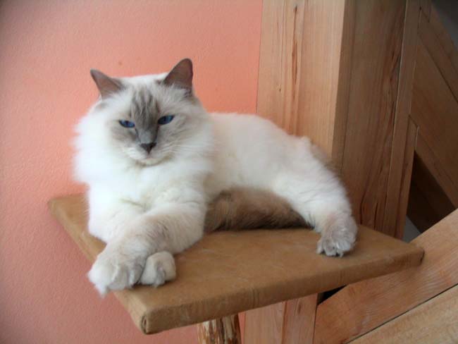 ragdoll lilac colorpoint.jpg