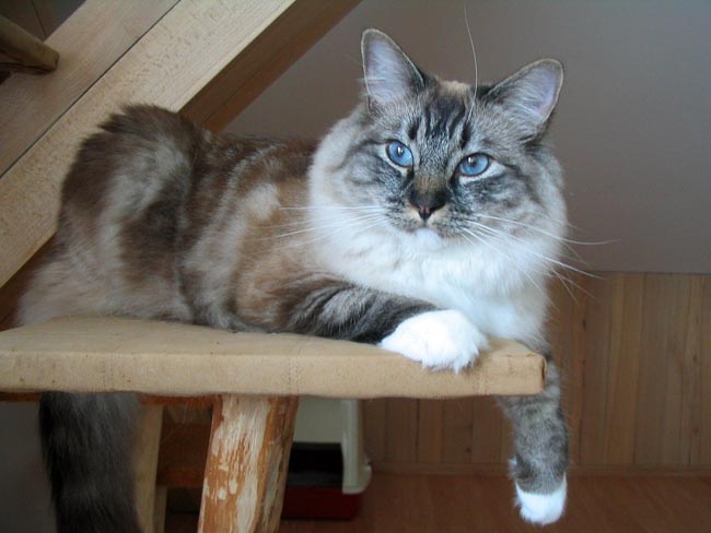 ragdoll seal lynx mitted 1.jpg