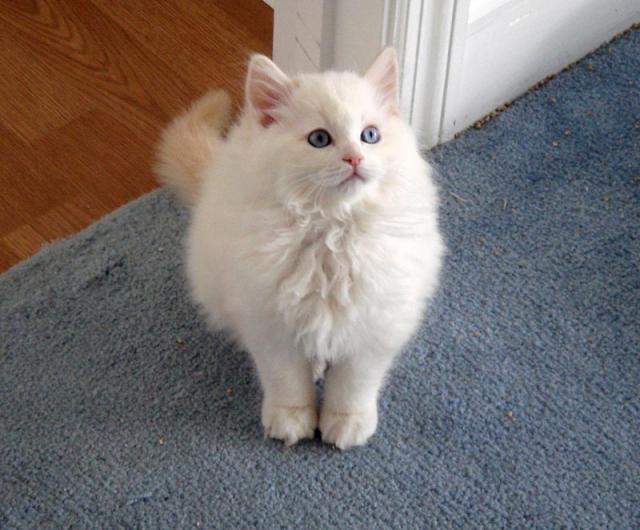 sympati Postbud dialog ragdoll red lynx bicolor (kitten).jpg