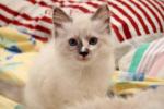 blue cream mitted (kitten).jpg