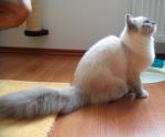 ragdoll blue mitted.jpg