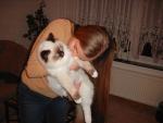 ragdoll chocolate mitted.jpg