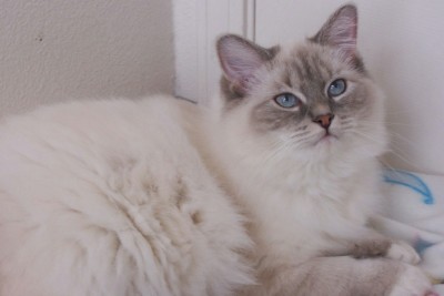 ragdoll blue lynx mitted.jpg