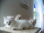 IMG_mix1412.jpg