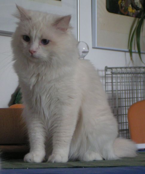 ragdoll lilac bicolor