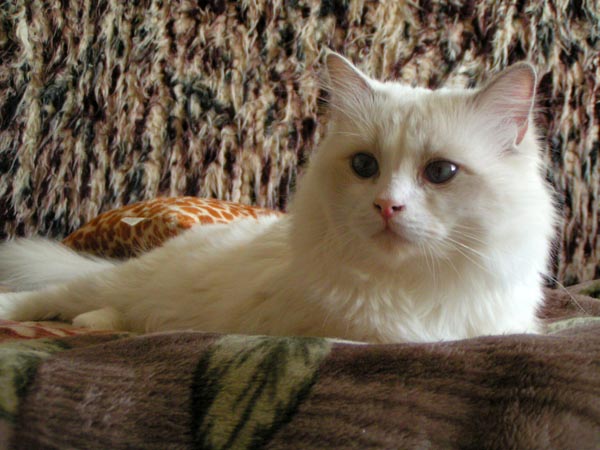 ragdoll lilac bicolor