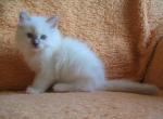 IMG_cherry7145.jpg