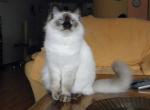 Nice Lady Faelis, RAG b  chocolate colorpoint girl, DNA proven chocolate color