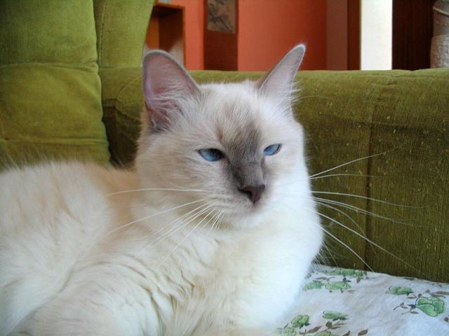 laila2