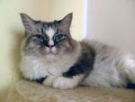 CH Mistydoll Penny - chocolate lynx mitted