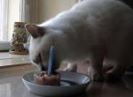 Leonardo´s first birthday :o)