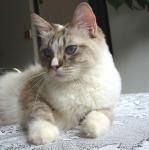IMG penny6102