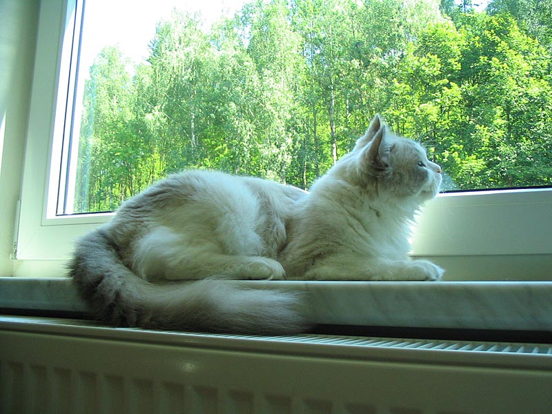 Sweety on the window