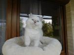 Ice Snowball Faelis, RAG c 04 - boy lilac mitted with blaze