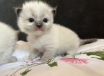Girl seal mitted