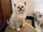 2 blue mitted boy PZ