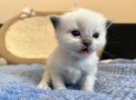 6 blue mitted girl LP