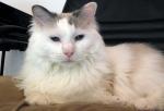 Benjamin Lady Doll, 15.4.2002 - 27.2.2015
