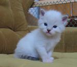 IMG ml4202