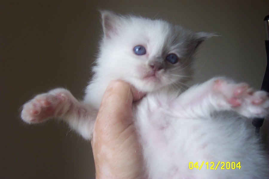 lilac colorpoint kitten