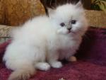 Charlotte - RAG c 04 - lilac mitted girl