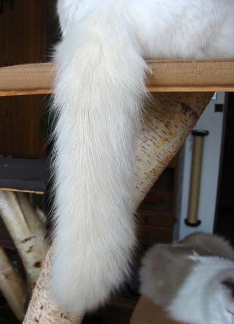 lilac tail