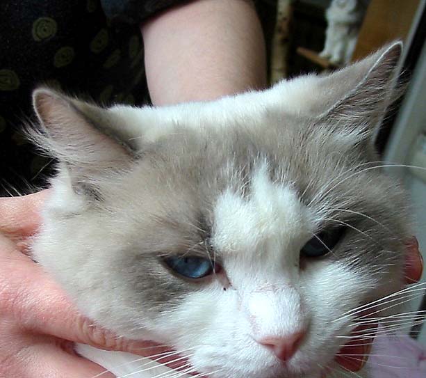 light blue cat