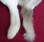 Lilac tail and seal lynx tails