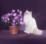 lilac mitted with blaze girl