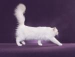 lilac mitted with blaze girl