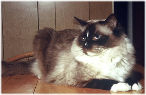 Ragdoll Ragtime Bartholomew, RAG n 04