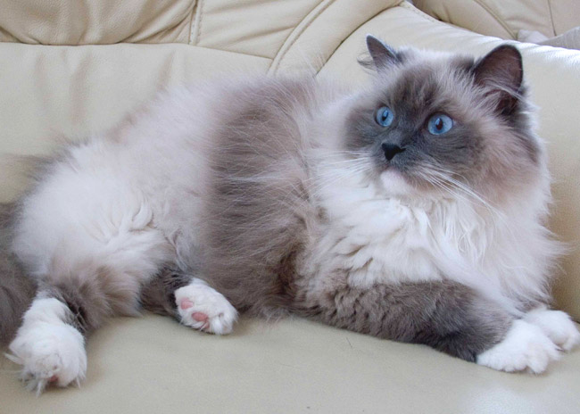 Colors And Varietes Of Ragdoll Breed Ragdolls Cattery Faelis,Easy Jello Shot Recipes