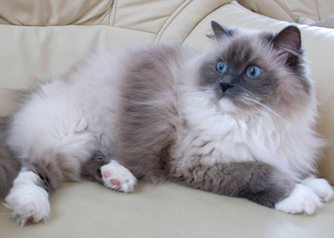 grey and white ragdoll