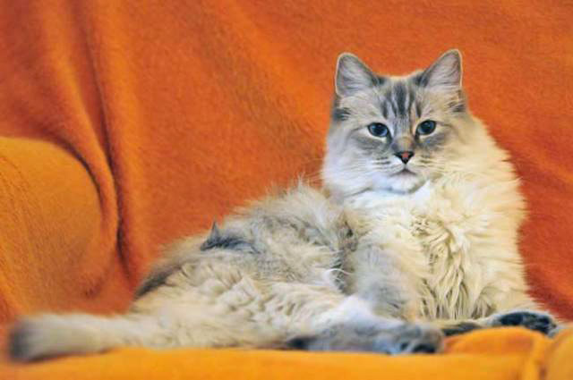 blue lynx tabby ragdoll