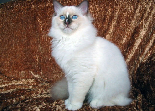 Ragdoll rag a on sale