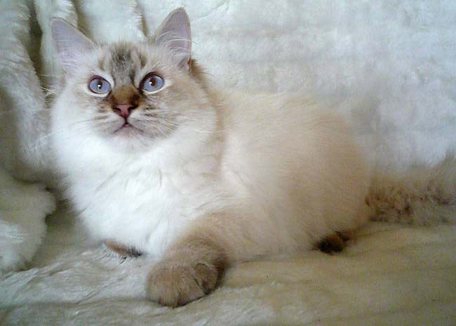 blue lynx tabby ragdoll