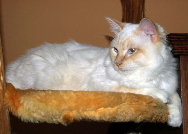 flame point ragdoll cat