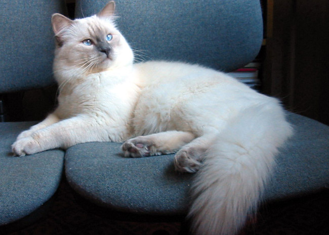 grey and white ragdoll