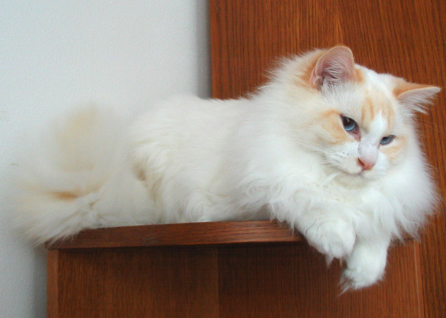 flame point ragdoll cat